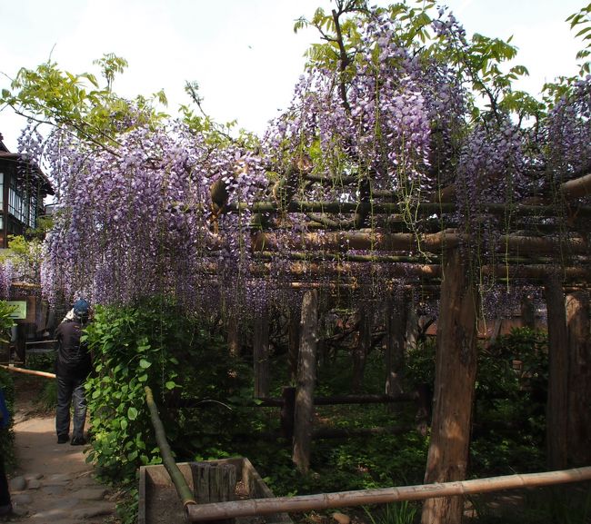 O 伊達政宗ゆかりの藤 今年はバッチリ見頃でした でも花房は短めだったけど O 子平町 千田家の藤 O 仙台 宮城県 の旅行記 ブログ By こあひるさん フォートラベル O 伊達政宗ゆかりの藤 今年はバッチリ見頃でした でも花房は短めだったけど O 子平町 千田家の藤 O 仙台 宮城県 の旅行記 ブログ By こあひるさん フォートラベル