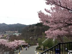 高遠ダム横の白山橋を渡ると、もうここから桜がいっぱい。