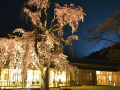 ４連泊でお世話になった『宇多野ユースホステル』のソメイヨシノです

こんな場所で、見事な桜が鑑賞出来て、大満足だったで賞☆
ライトアップされて、結構迫力満点でした♪

