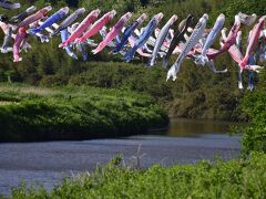 小櫃川の上空には、川を跨ぐようにして元気に空を泳ぐたくさんの鯉のぼりの姿が
ウヒョォォォォォ！！！！！