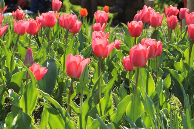 チューリップもキレイでした