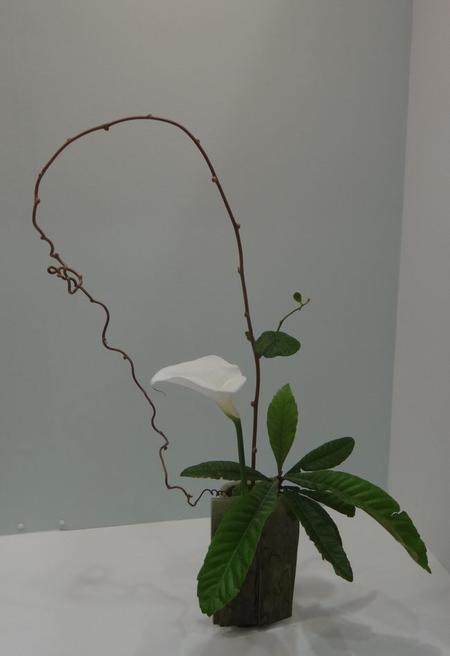 この枝っぷりとの出会いはすごいね