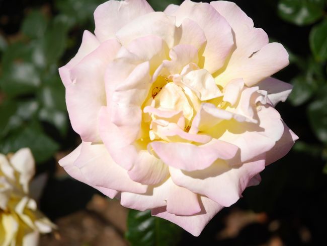 2個セットフォンテーンfontaine咲き乱れの花版