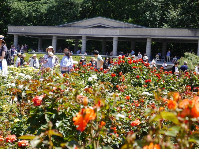 東京調布 神代植物公園 春のバラフェスタ 深大寺を訪れて 調布 狛江 東京 の旅行記 ブログ By Sakatomoさん フォートラベル 東京調布 神代植物公園 春のバラフェスタ 深大寺を訪れて 調布 狛江 東京 の旅行記 ブログ By Sakatomoさん フォートラベル