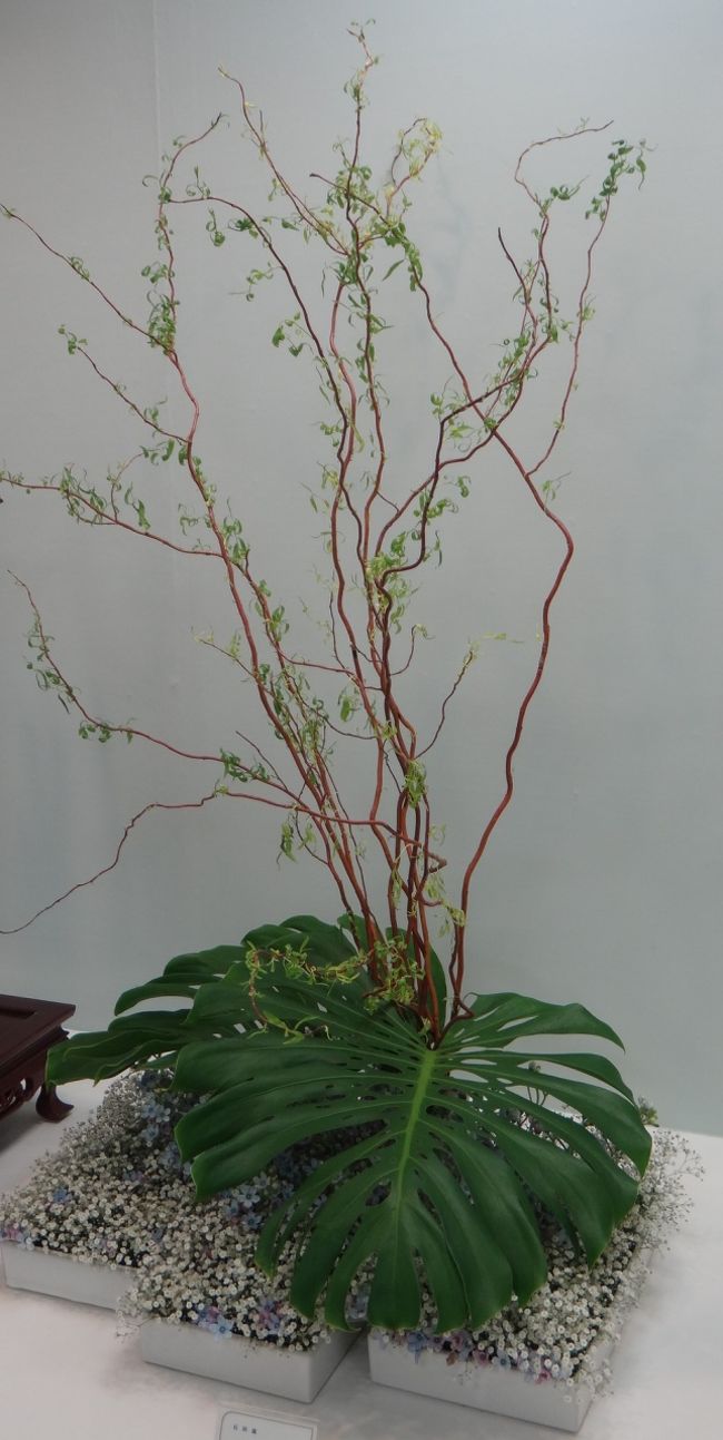 茎の赤が面白い