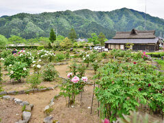 この近くにも、この時期にミズバショウも咲いてるので
近くの方に聞きましたら、もえ終わってますに
暫く牡丹を撮る事にしました・