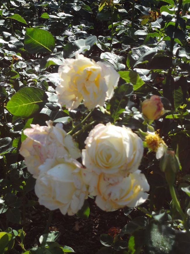 品種名フレデリック・ショパン。<br /><br />しかしながら、ショパン自身は薔薇の花があまり好きではなく、好きだったのはスミレだったそうです。