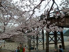 2016.04.03　錦帯橋
対岸（錦川の左岸）は、大量の桜が咲いていた。小雨が降る中、桜に負けず劣らず大量の観光客がいたが、他人のことはいえない。