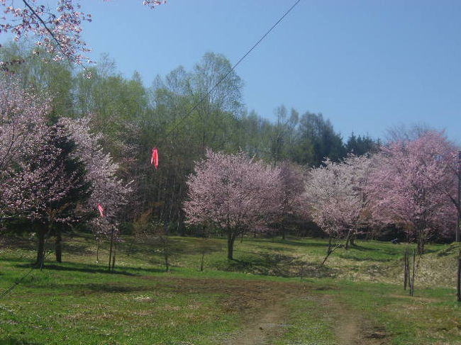 16春 日韓桜見物の旅 パート３ 和寒編 士別 和寒 下川 北海道 の旅行記 ブログ By ケロケロマニアさん フォートラベル