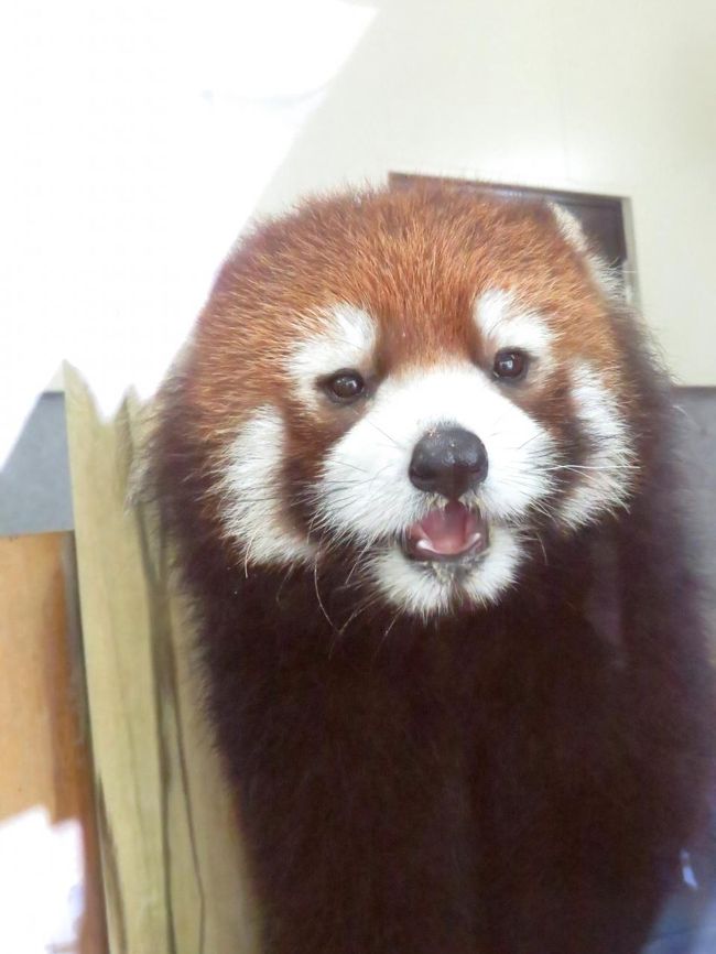 初夏のレッサーパンダ紀行 １ 到津の森公園 大牟田市動物園 福岡市動物園 ありがとう やすらかに 同同じいちゃん 到津 可愛いレン君のワンポイントガイド 大牟田 ノゾム君の屋外展示が始まりました 福岡 大牟田 福岡県 の旅行記 ブログ By Jillluca