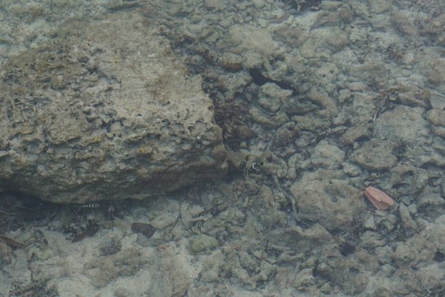 桟橋から海をのぞくと・・・<br />魚がちらほら。よく見ないと分からない。