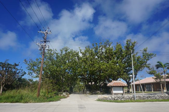 緑が鮮やかー！