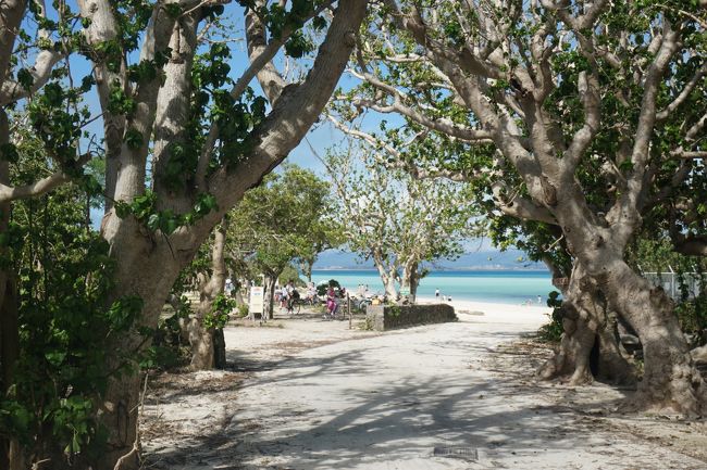 おお、自転車でたくさんの人が入っていく小道が！<br />と思ったら、ビーチに到着です！<br />この木々の白と緑がビーチに映える！