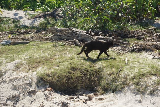 砂浜で休憩。<br />黒猫！？