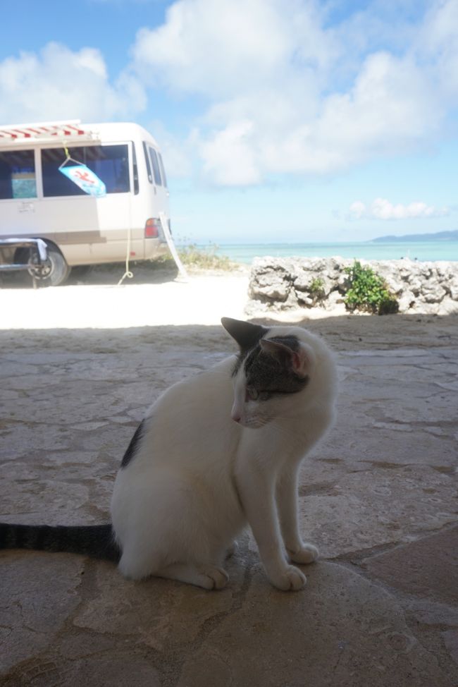 すると、猫さんがまた居るではないですか！