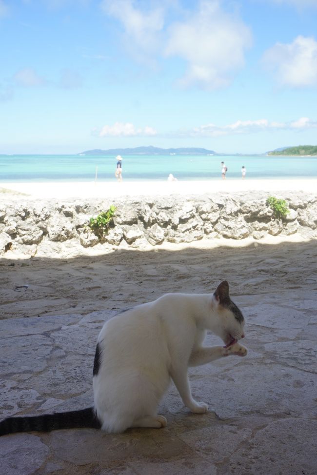 ぺろぺろ<br />この海は猫がたっくさん