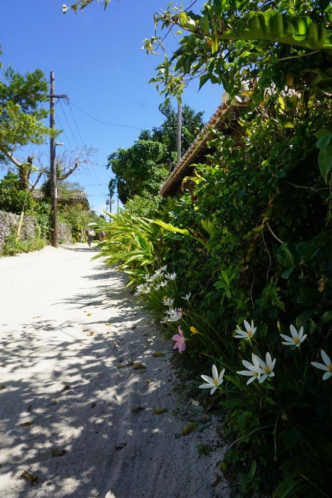 至る所にお花が咲いている。<br />ついつい写真を撮ってしまう。