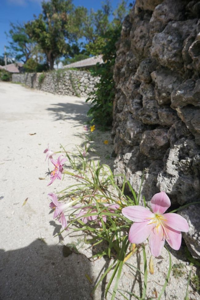 地面が砂浜の白だからお花の色がより綺麗