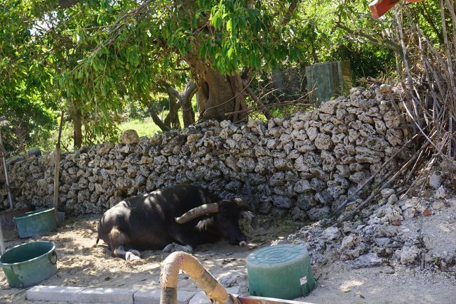 休憩中の水牛さん
