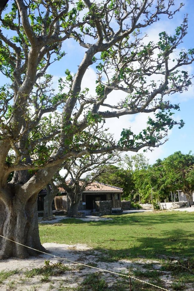 デイゴの木だったような。<br />デイゴの花は県花だそうです。<br />デイゴが咲く時期にまた来てくださいね、とおじいが言う。<br />そんなこと言うと来たくなってしまうじゃないですか！