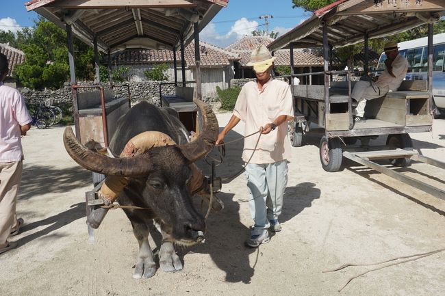 はなちゃん・・・だったような・・・<br />うろ覚えですみません。<br />一緒に写真も撮らせてもらえました。<br />そのときは水牛ちゃんにお花がついてた♪