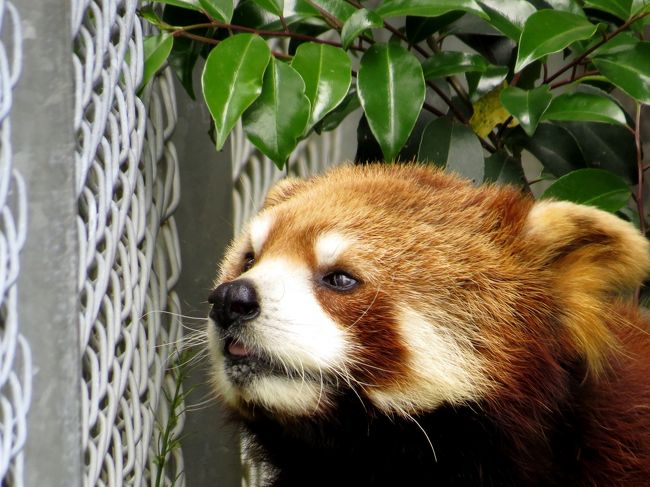 初夏のレッサーパンダ紀行 １ 到津の森公園 大牟田市動物園 福岡市動物園 ありがとう やすらかに 同同じいちゃん 到津 可愛いレン君のワンポイントガイド 大牟田 ノゾム君の屋外展示が始まりました 福岡 大牟田 福岡県 の旅行記 ブログ By Jillluca