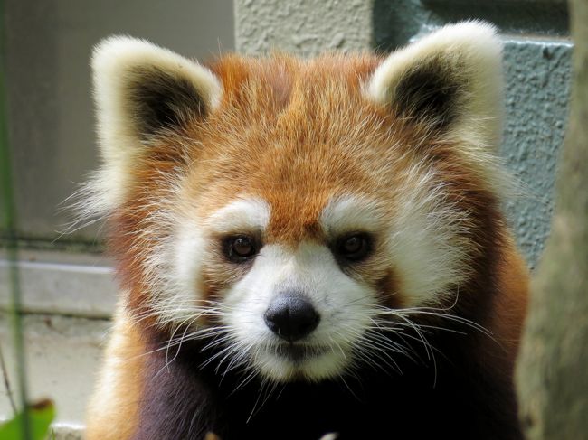 初夏のレッサーパンダ紀行 １ 到津の森公園 大牟田市動物園 福岡市動物園 ありがとう やすらかに 同同じいちゃん 到津 可愛いレン君のワンポイントガイド 大牟田 ノゾム君の屋外展示が始まりました 福岡 大牟田 福岡県 の旅行記 ブログ By Jillluca