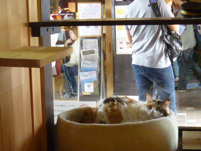 たま駅長の後継者、二代目のニタマ駅長です。かわいいですね。