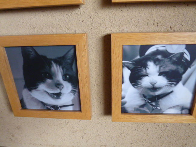 活躍していた頃のたま駅長。かわいいですね。