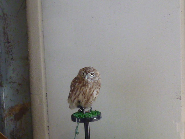 このフクロウさんと上の猫ちゃんはとても仲がいいんです。