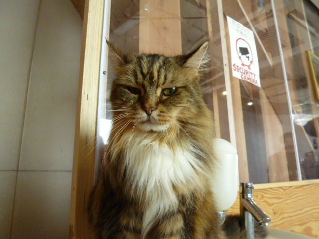 とても慣れていて私のカメラも嫌がらずに撮影に応じてくれます。