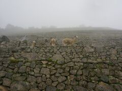 こんなところにも居るんだ。