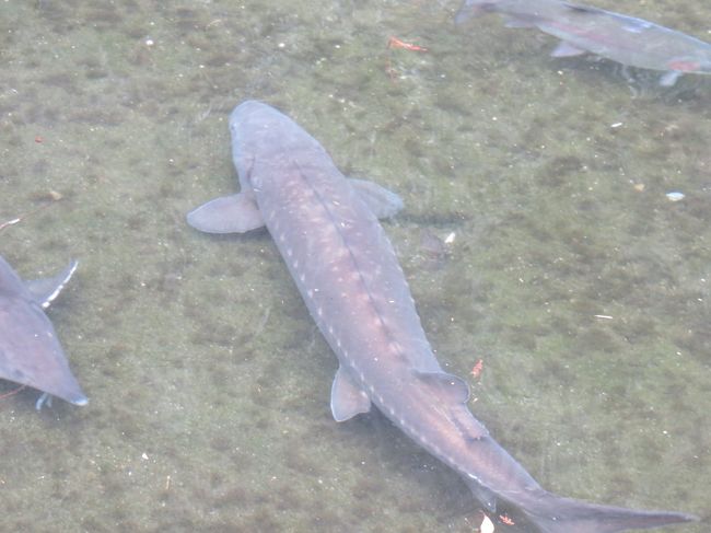 おのころ池という池があり、何故かチョウザメがいました。<br />しかも大量に。<br />キャビアでも作ってるのか？