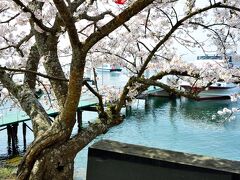 上陸した場所のすぐ近くにあった、「さくら名所100選」の碑。
ここ「海津大崎」には、樹齢70年を越える老桜を始め、約800本のソメイヨシノが琵琶湖の湖岸に沿って延々約４キロにわたり植えられていて、「日本さくら名所100選」に選定されています。

例年の見頃は４月10日前後と近畿圏では遅咲きのスポットで、この日は９日なので例年並みの開花状況であれば、まさに満開となっているはずですが、さてどうかな｡｡｡