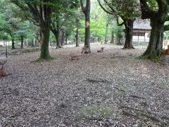 平城宮跡を出てからは電車に乗り、急いで奈良公園を訪れました。
直前までここに来るつもりはなかったのですが、せっかく奈良に来たら鹿と戯れたい。