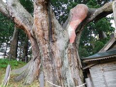しかし、この小さな神社の横には樹齢7千年ともいわれている「大王杉」が立っている。
大きすぎて、全体を撮影することは難しい。