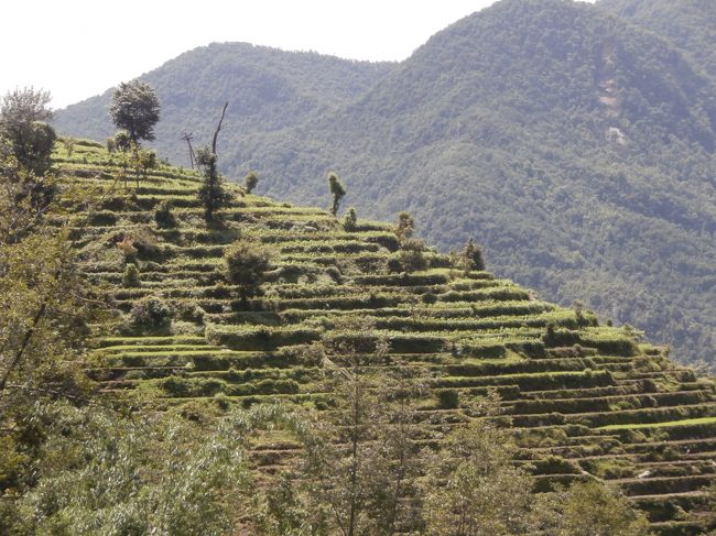 ハイキング中見つけた棚田。