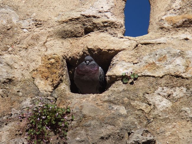 時計の針を設置すれば、リアル鳩時計の完成ですな