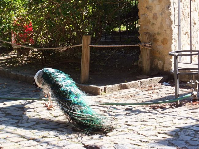 庭にクジャクが放し飼いだった。。。<br /><br />お城出ちゃいます