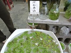 小さい睡蓮の花が咲く。１つ10元。瓶に少々水を入れて持ち帰ったが、帰国後忙しくて３日放置したら、水が無くなって枯れていた。次こそは花を咲かせ、増殖するまで頑張りたい。土に根っこが着いてないので、ちゃんと申告すれば持ち込みOKです。
大南門近くの週末限定花市場＠台南にて。