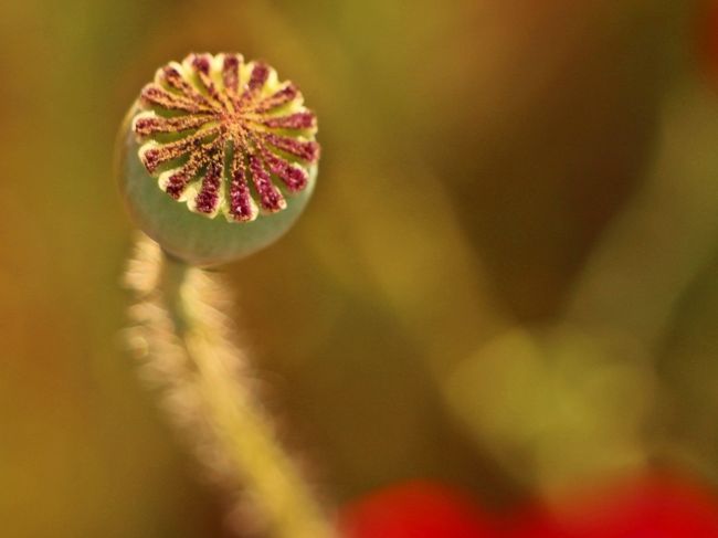 禿げ頭を掴まえろ 天空のポピー 里山の花菱草 初 秩父は 真紅の海 と 夏色 花畑 小鹿野 皆野 埼玉県 の旅行記 ブログ By ウェンディさん フォートラベル