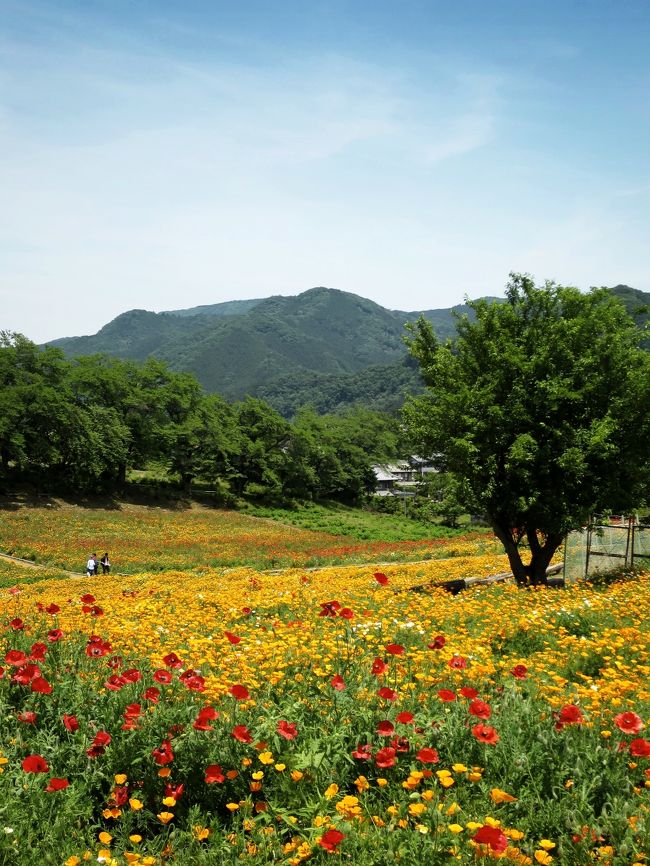 禿げ頭を掴まえろ 天空のポピー 里山の花菱草 初 秩父は 真紅の海 と 夏色 花畑 小鹿野 皆野 埼玉県 の旅行記 ブログ By ウェンディさん フォートラベル