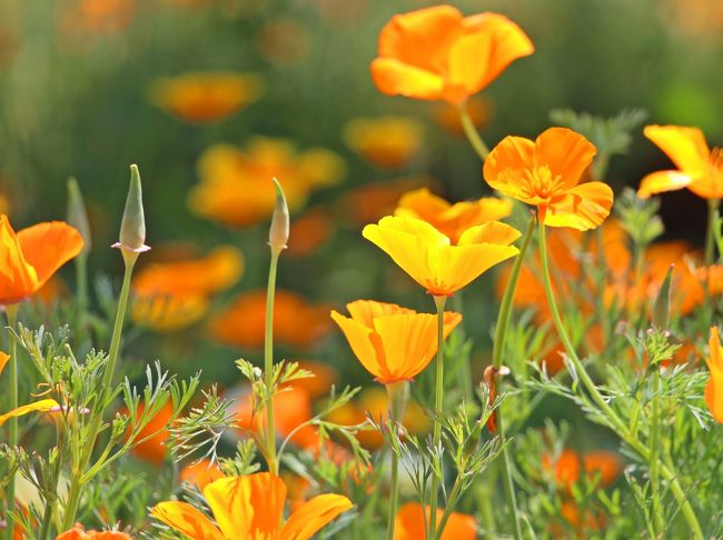 禿げ頭を掴まえろ 天空のポピー 里山の花菱草 初 秩父は 真紅の海 と 夏色 花畑 小鹿野 皆野 埼玉県 の旅行記 ブログ By ウェンディさん フォートラベル