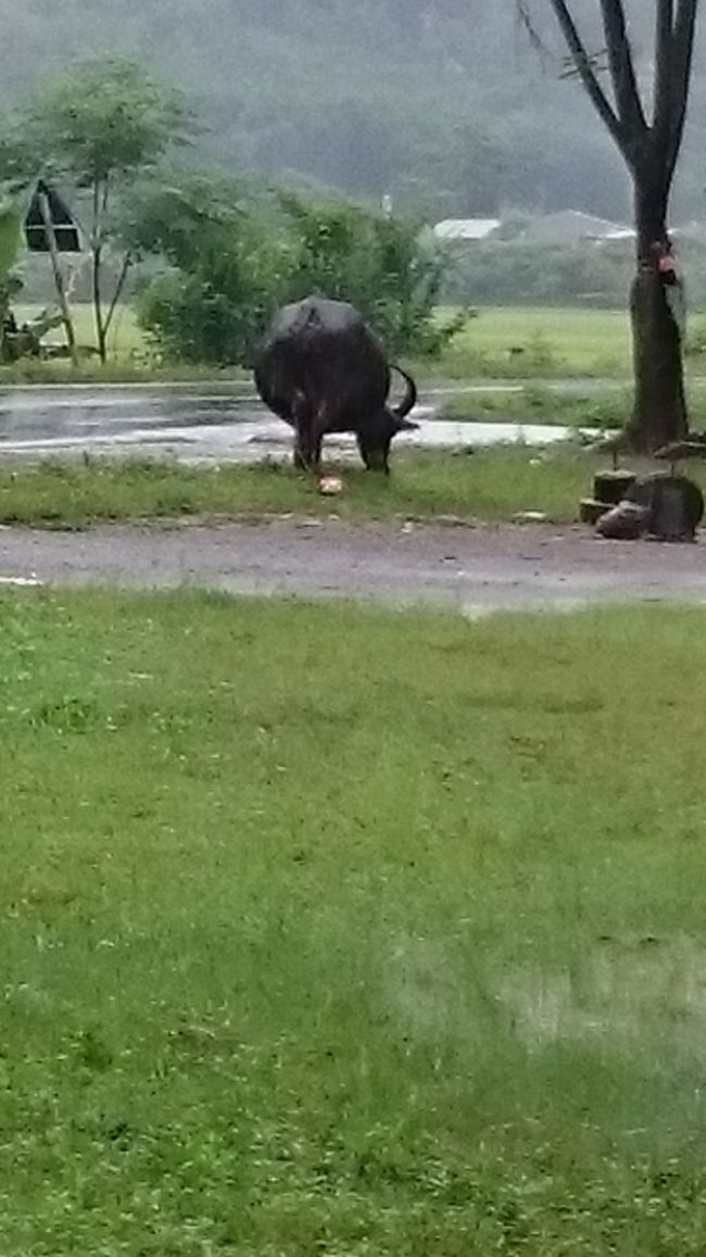 ２日目からは2泊3日でツアーに参加！<br />ba be national parkという国立公園に向かいます。<br />朝7時頃ホテルにpick upにきてもらい出発。<br />私と友人の２名のみ日本人。<br />スペインのご夫婦、ドイツのカップル、ベトナムの夫婦と友人同士など12名位でした。<br />ガイドは若い男の子で、英語でツアーを案内してくれます。<br /><br />途中で水牛さんが休憩してました。