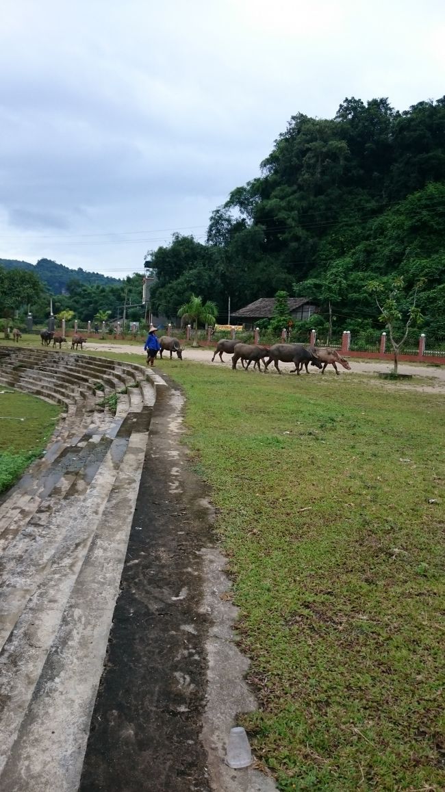 車を下車して歩いていると水牛を散歩させている光景に遭遇。