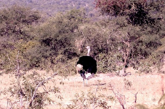 Timbavati6泊のメガプライドに出会えた過去最高のサファリ クルーガー国立公園周辺 南アフリカ共和国 の旅行記 ブログ By Rockieさん フォートラベル Timbavati6泊のメガプライドに出会えた過去最高のサファリ クルーガー国立公園周辺 南アフリカ共和国 の旅行記 ブログ By Rockieさん フォートラベル