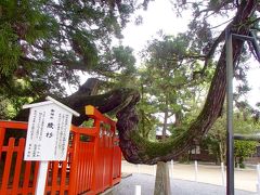 楼門を潜ると、正面には大きな杉が...これが御神木の「綾杉」。
枝？幹？かな　Ｓ字をかくように伸びていて
この御神木の姿に聖なる空気を感じます。
西暦２００年に神功皇后自らが植えられたという御神木で、
新古今和歌集に「ちはやふる香椎の宮のあや杉は神のみそきにたてる成けり」
と詠まれ、また夏目漱石も「秋立つや千早ぶる世の杉ありて」と句を残した老木です。
神功皇后が三韓征伐から戻った折、剣・鉾・杖を埋めてその上に
「とこしえに本朝を鎮め護るべし」と杉を植えたものだそうです。
葉の形状が他の杉と異なっていて、葉が交わった様子が綾紋のようであるために
綾杉と名が付いたとされています。
また大宰府の帥（長官）として赴任した者は、香椎宮へ必ず参拝して、神職よりこの杉の葉を授かり冠に挿すのが慣例であったといわれているそうです。