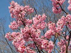 高知空港に着いた翌日、桜の咲いている五台山公園を訪れました。
