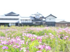 レンゲソウと野良時計
