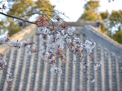 最御崎寺の本堂と桜
